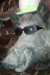 Bild på kul vildsvin med solglasögon och hatt